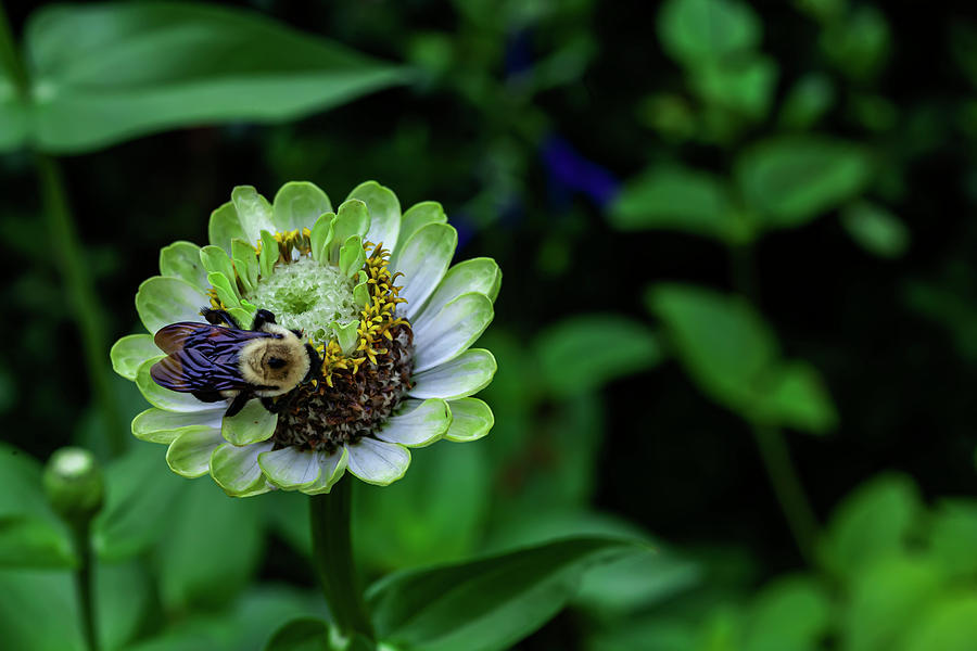Bee and Flower #1 Photograph by Robert Ullmann