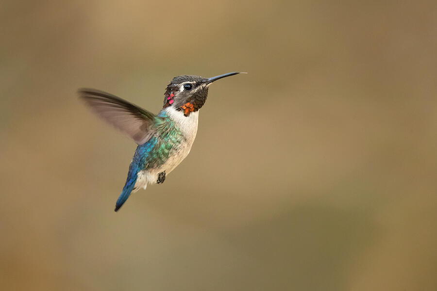 Hummingbird Photograph - Bee Hummingbird #1 by Milan Zygmunt