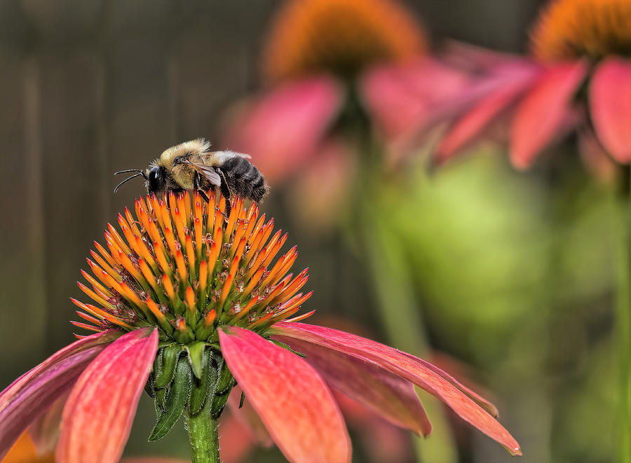 Bee On Coneflower Photograph