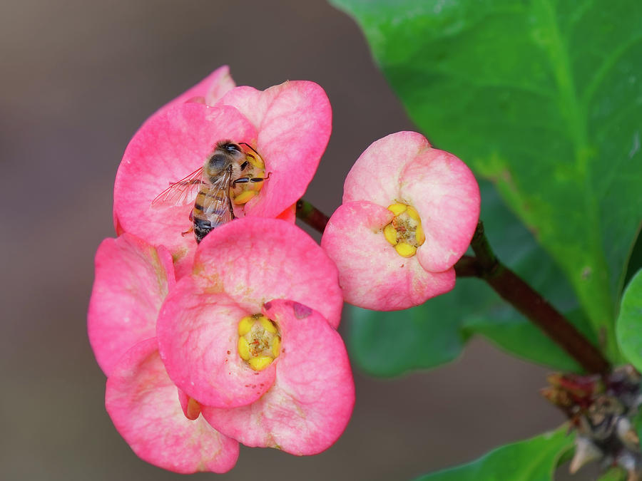 Bee On Thai Giant Crown-of-thorns Petal-like Pink Bract Photograph