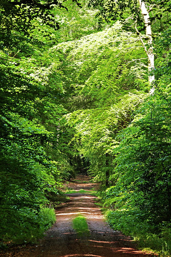 Beech Forest In Summer #1 Photograph by Hans-peter Merten