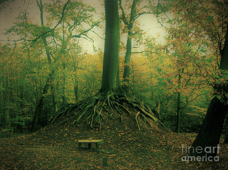 Beech Tree Burlesque by Jurgen Huibers Beech Tree Burlesque by Jurgen Huibers