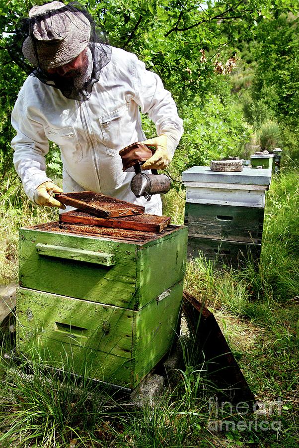 Wildlife Photograph - Beekeeping #1 by Pascal Broze/reporters/science Photo Library