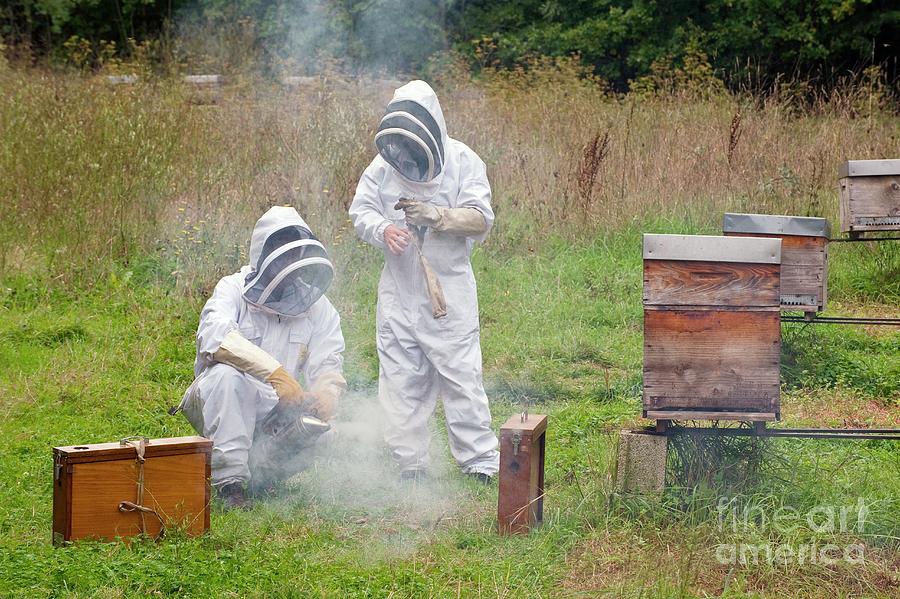 Beekeeping Photograph by Philippe Psaila/science Photo Library - Fine ...