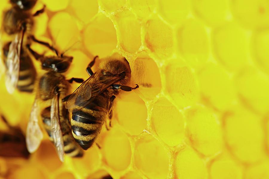 Bees On A Honey Comb #1 Photograph by Herbert Lehmann