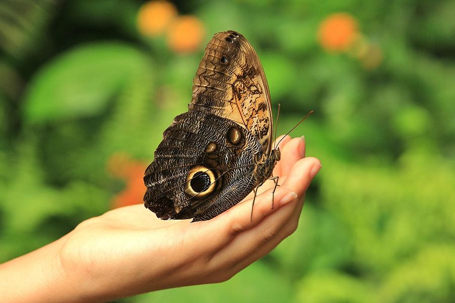 Beholding Giant Owl Butterfly Photograph by Alinna Lee - Fine Art America