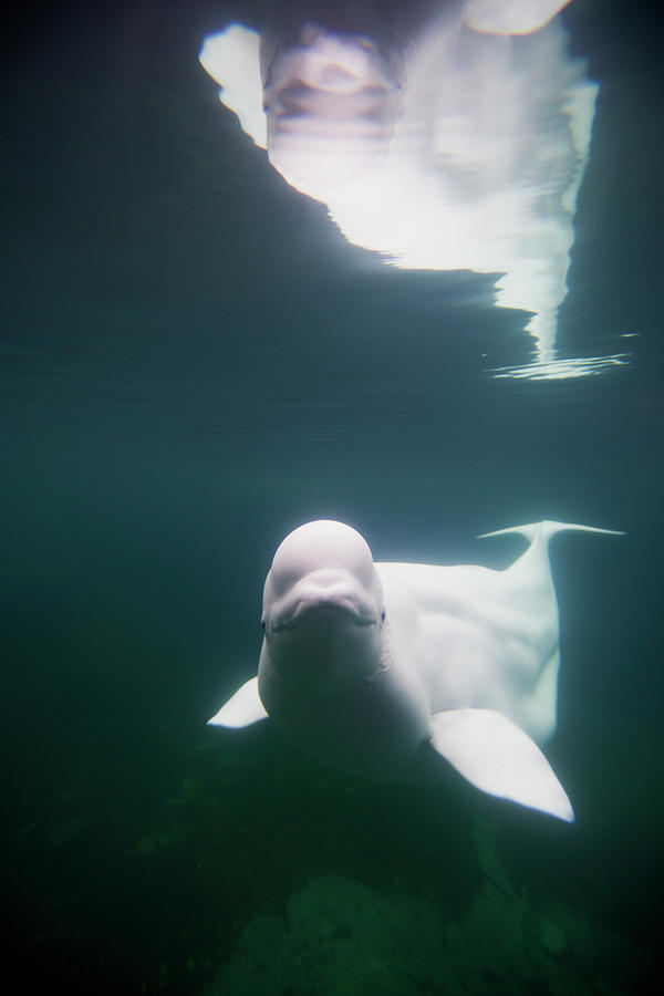 Beluga Whale #1 Photograph by Paul Souders