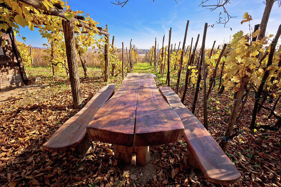 Bench in idyllic autumn vineyards trellis #1 Photograph by Brch Photography