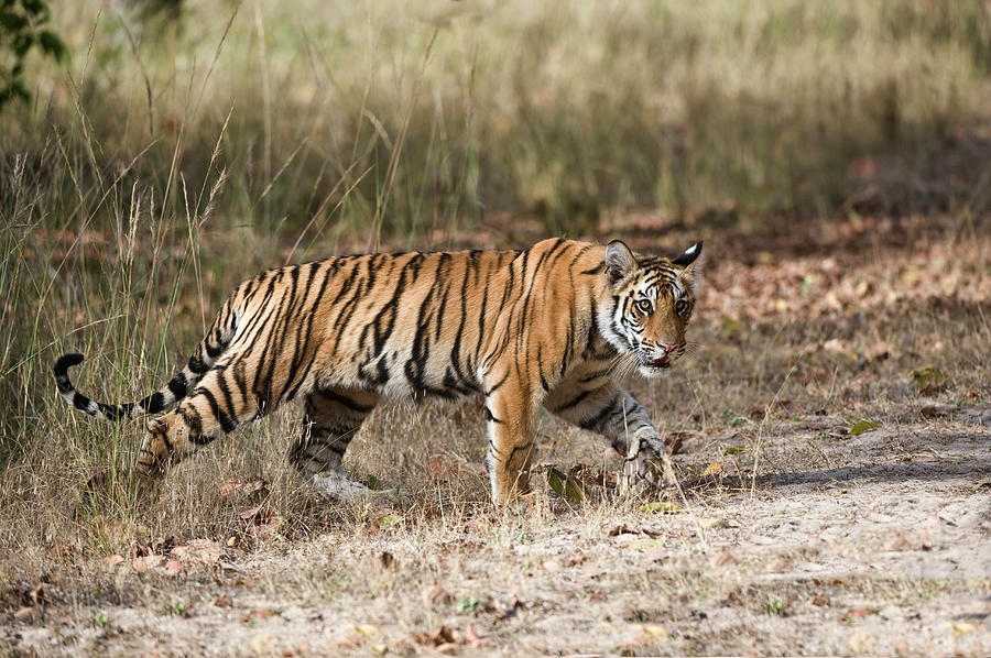 Bengal Tiger Panthera Tigris Tigris Cub Photograph by Panoramic Images ...