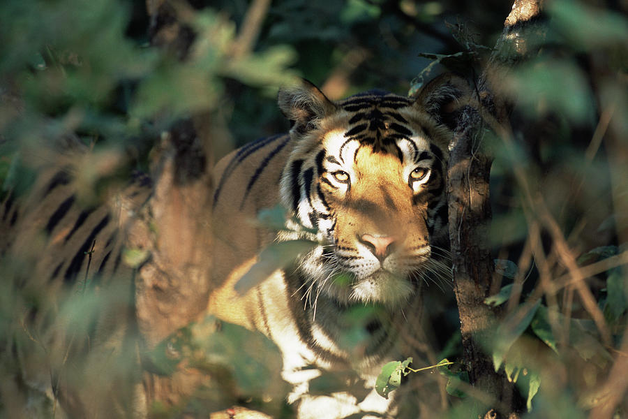Bengal Tiger Panthera Tigris Tigris #1 Photograph by James Warwick