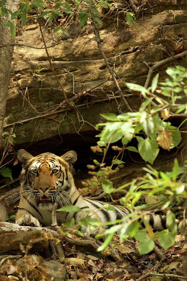 Wildlife Digital Art - Bengal Tiger (panthera Tigris Tigris), Satpura National Park, Madhya Pradesh, India #1 by David Fettes