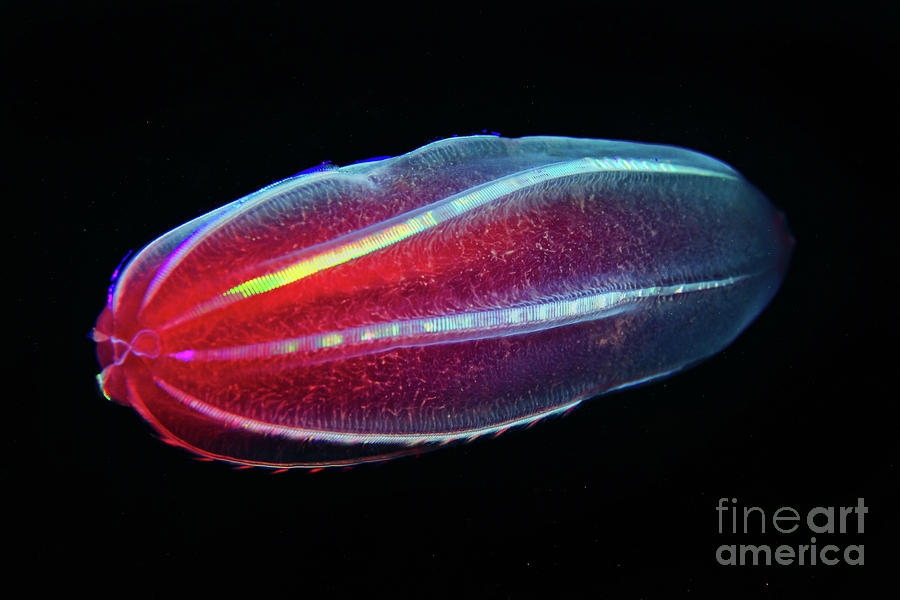 Beroe Comb Jelly Photograph by Alexander Semenov/science Photo Library ...