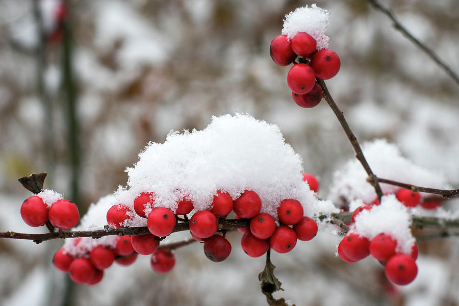 Berries and Snow Photograph by Jason Champaigne - Fine Art America