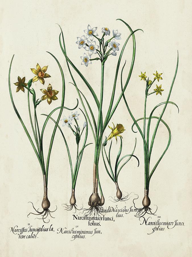 Flower Painting - Besler Narcissus II #1 by Basilius Besler