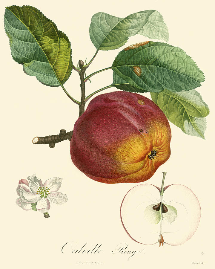 Grape Painting - Bessa Apples #1 by Pancrace Bessa