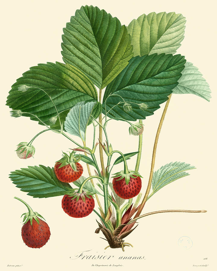 Grape Painting - Bessa Strawberries #1 by Pancrace Bessa
