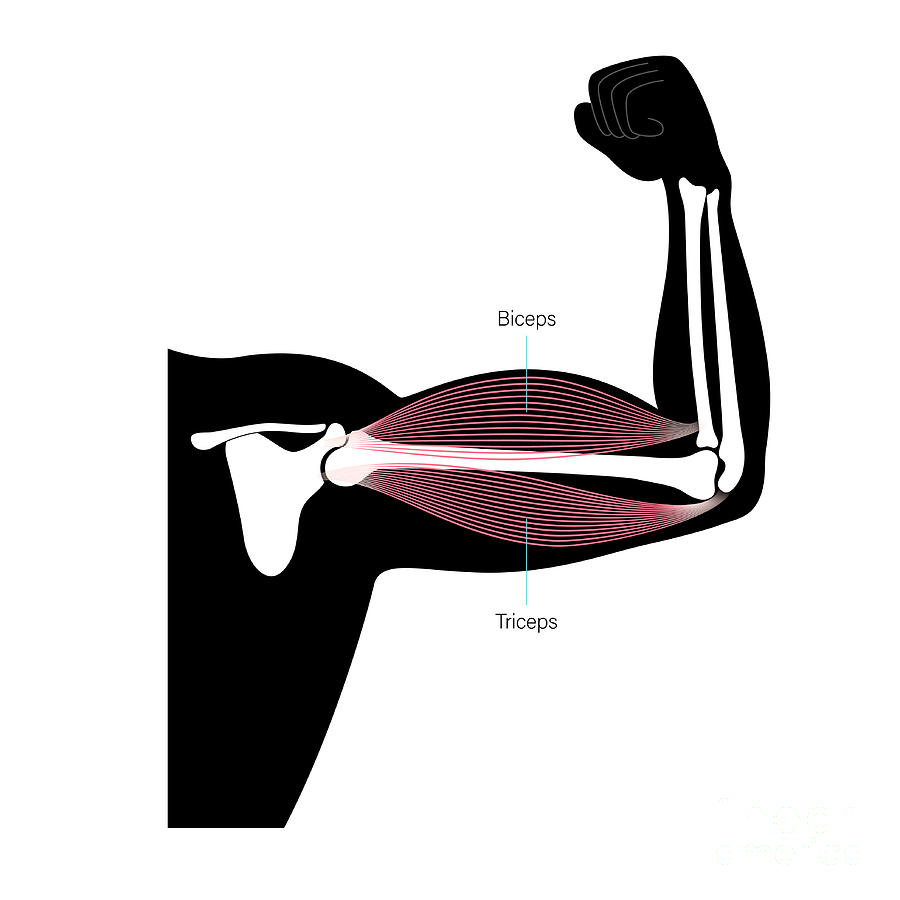 Biceps And Triceps Muscles #1 by Pikovit / Science Photo Library