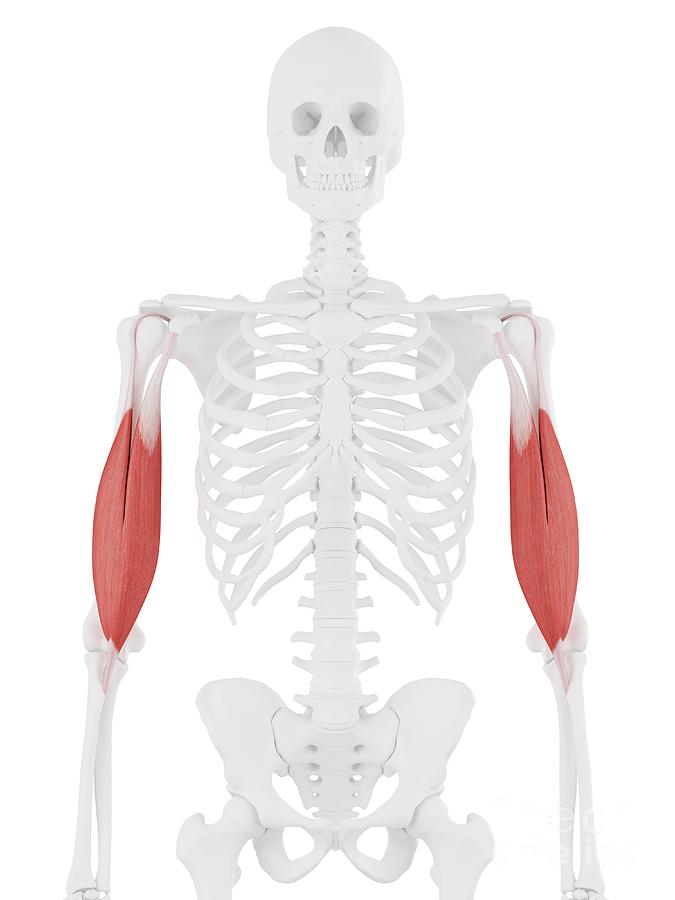 Skeleton Photograph - Biceps Brachii Muscle #1 by Sebastian Kaulitzki/science Photo Library