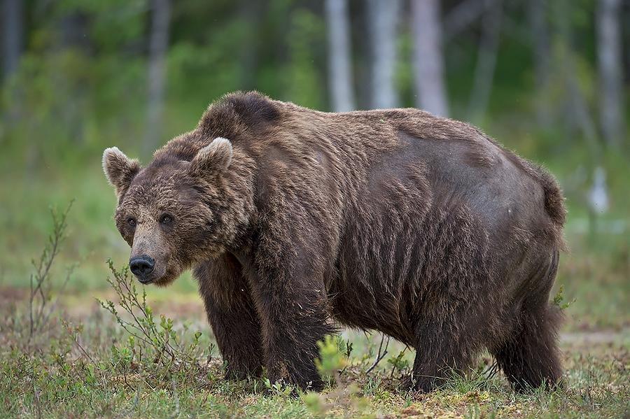 Big Bear Photograph by Marco Pozzi - Fine Art America