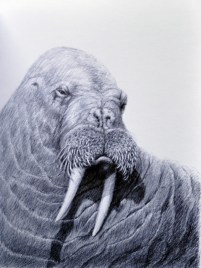 Wildlife Drawing - Big Bull by Rick Hansen