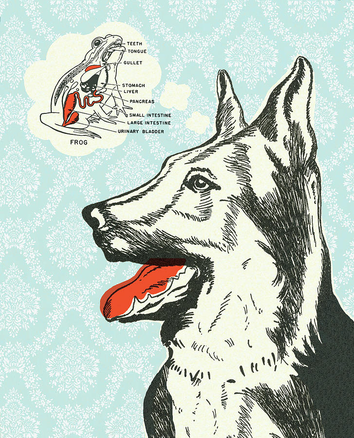 Vintage Drawing - Big dog #1 by CSA Images
