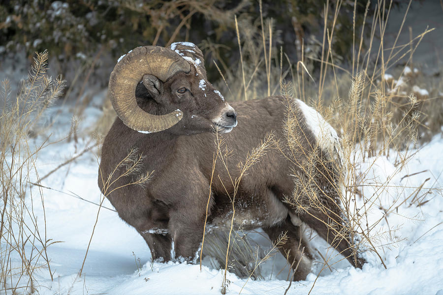 Ram Photograph - Big Horn Ram by Russell Cody Ram Photograph - Big Horn Ram by Russell Cody