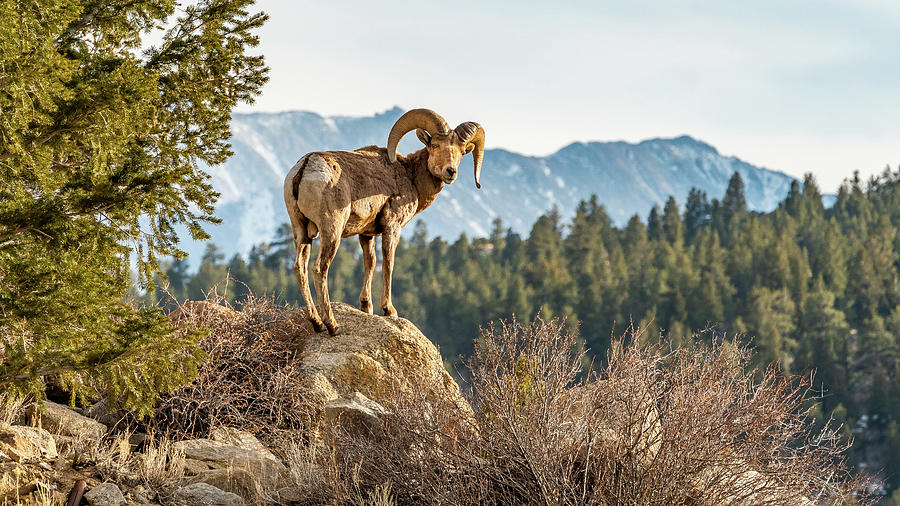 Big Horn Sheep #1 Photograph by Brenda Jacobs