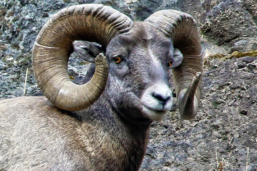 Big Horn Sheep #1 Photograph by Mitch Cat