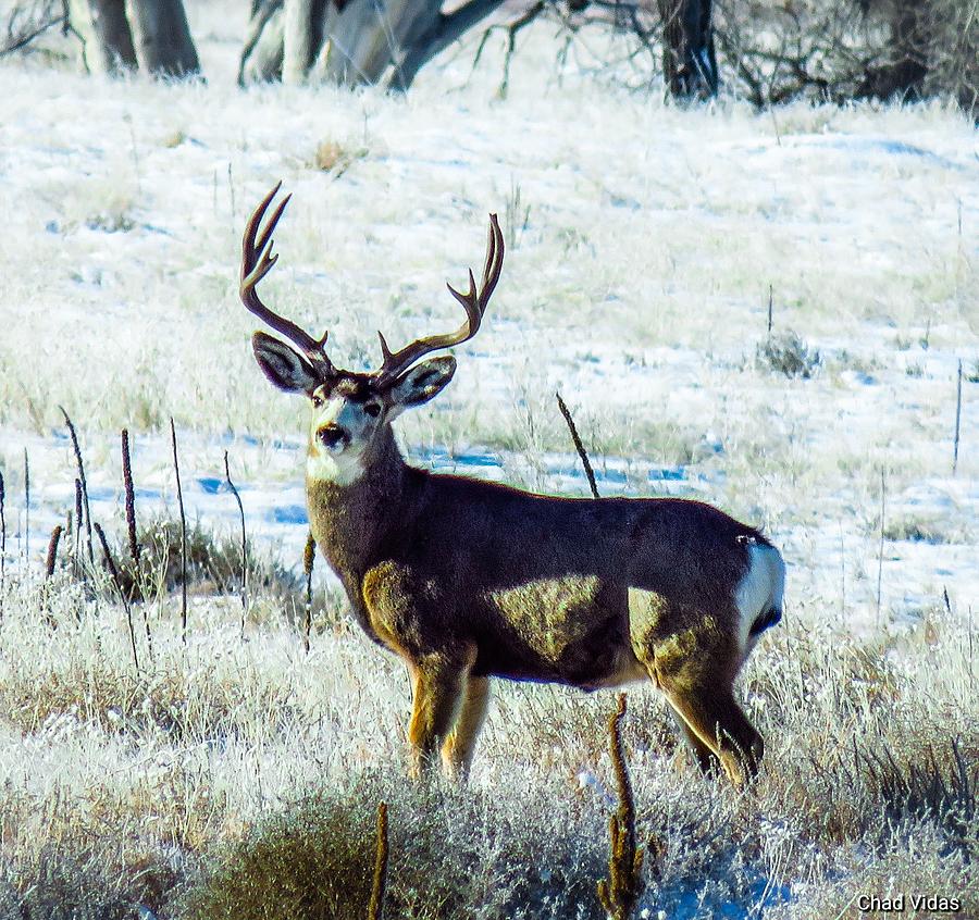 Big Muley Photograph by Chad Vidas - Fine Art America