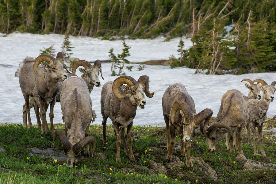 Bighorn Sheep Herd Photograph by Donald Pash
