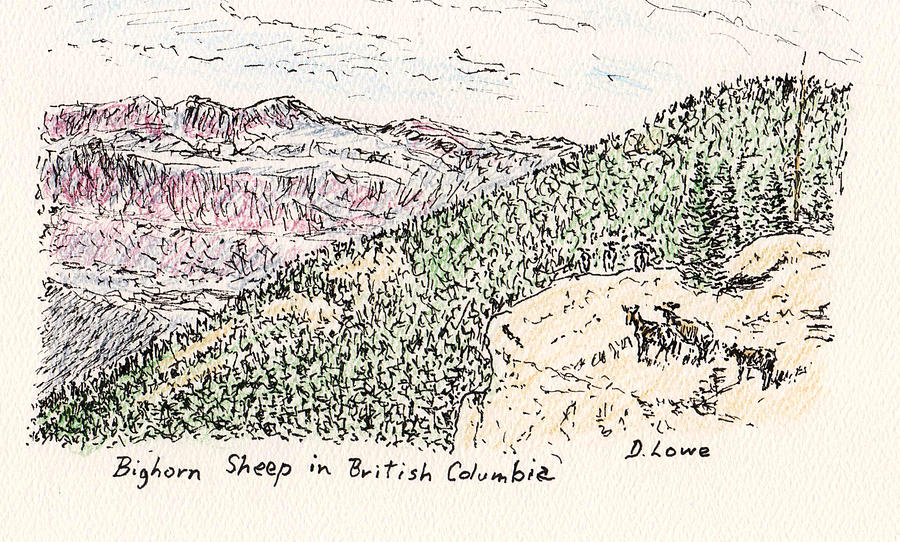 Bighorn Sheep in British Columbia #1 Drawing by Danny Lowe