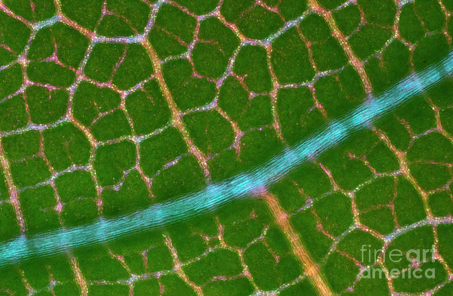 Bindweed Epidermis #1 Photograph by Science Photo Library Bindweed Epidermis #1 Photograph by Science Photo Library