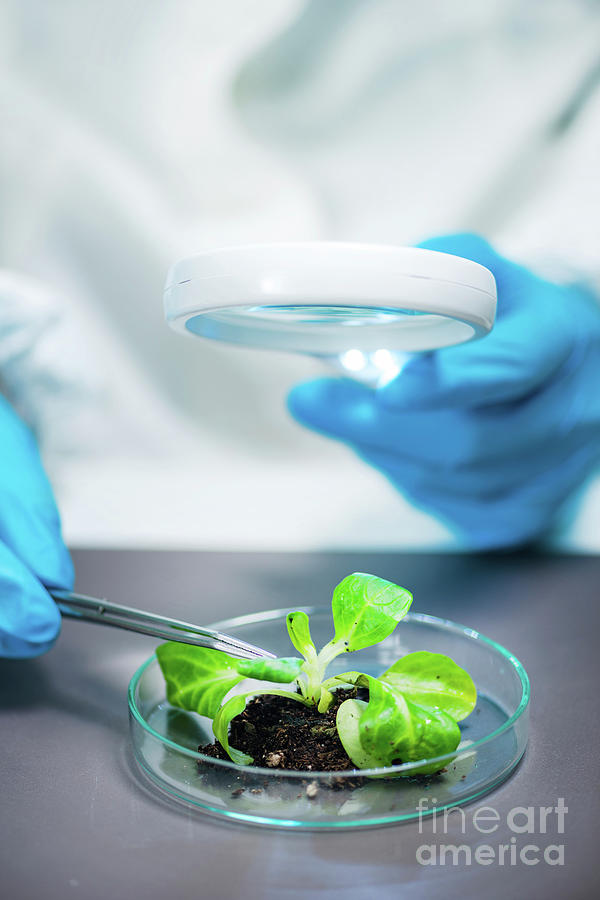 Biologist Examining A Plant Specimen #1 Photograph by Microgen Images/science Photo Library