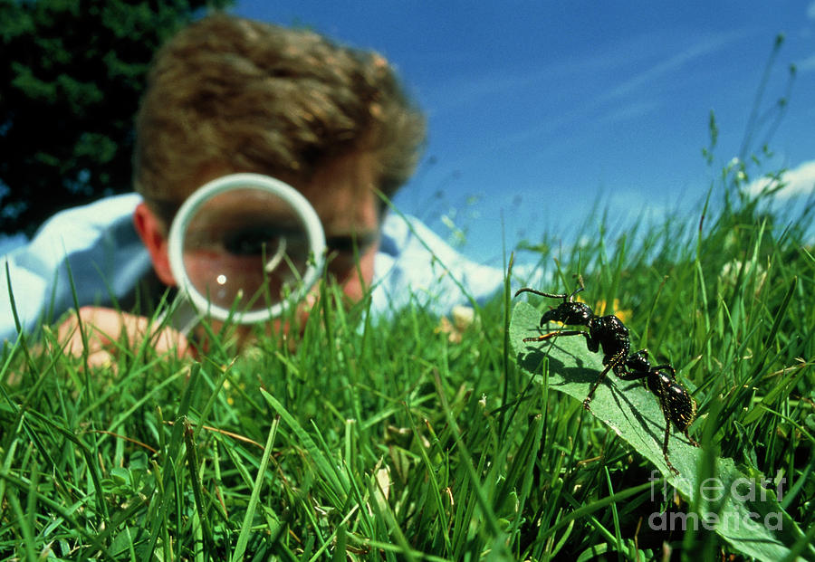 Biologist Studying Ant Through Magnifying Glass #1 Photograph by Pascal Goetgheluck/science Photo Library