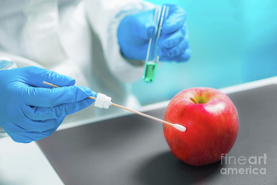 Biologist Testing Apple For Pesticides #1 Photograph by Microgen Images/science Photo Library