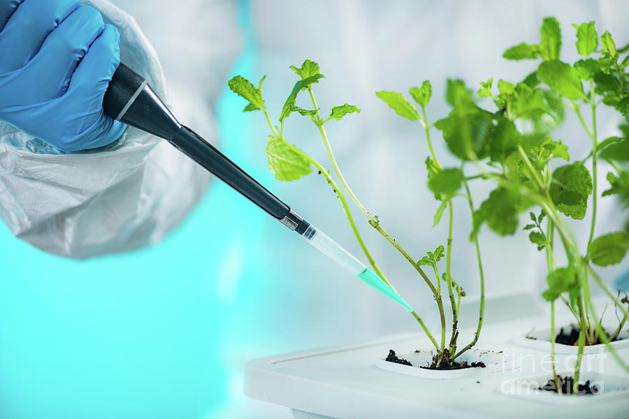 Biologist Working With Seedlings In Plant Laboratory #1 Photograph by Microgen Images/science Photo Library
