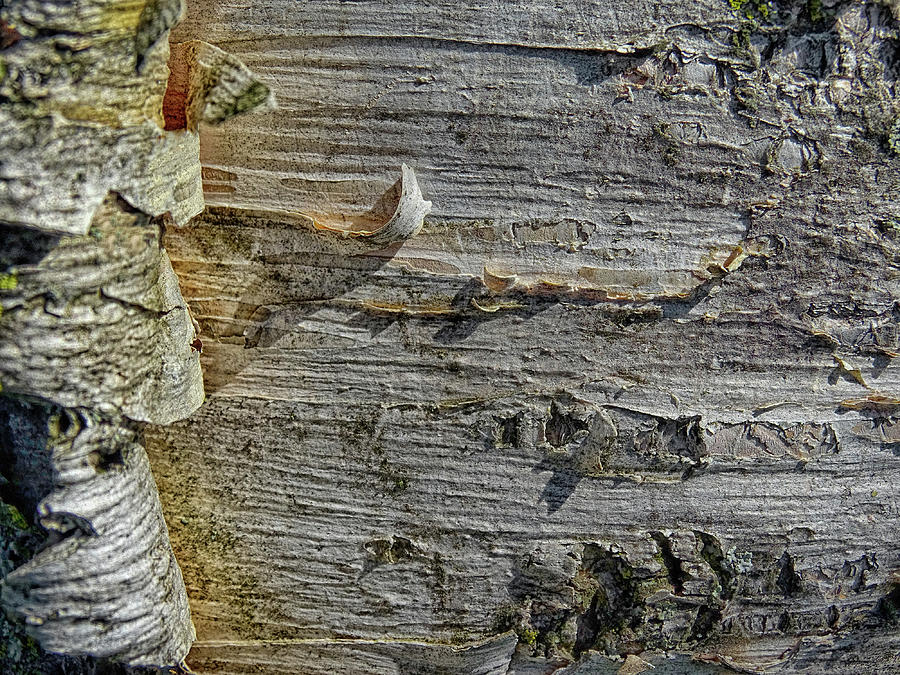 Birch Bark Photograph by Mary Lane - Fine Art America