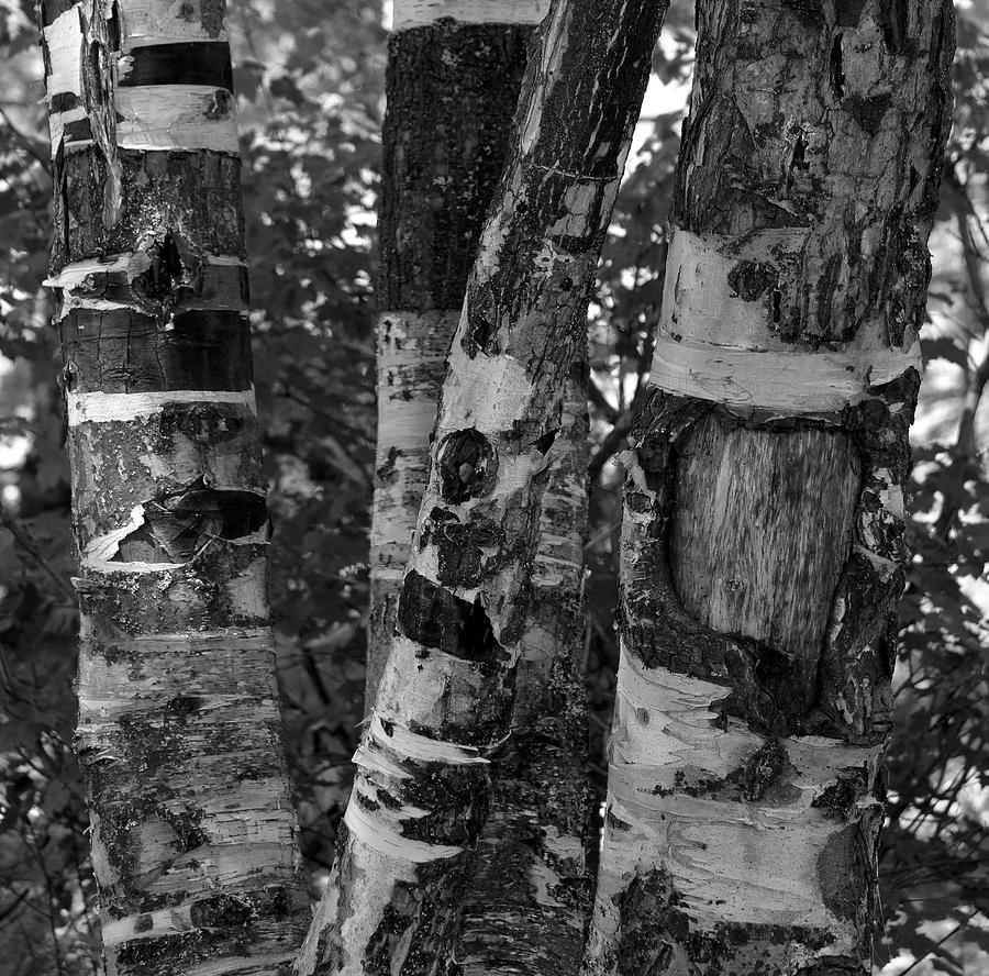 Birch- Black and White #1 Photograph by Whispering Peaks Photography