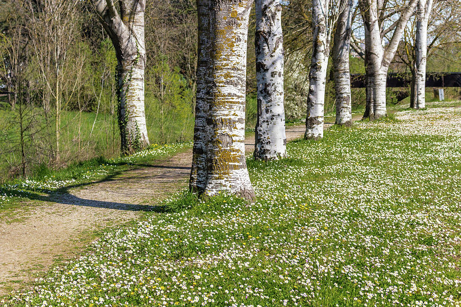 Birch trees bordering country road near field of daisies #1 Photograph by Vivida Photo PC