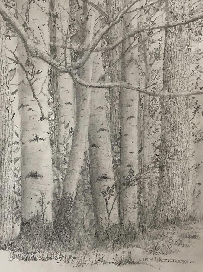 Birches Drawing by Jim Hubbard Fine Art America