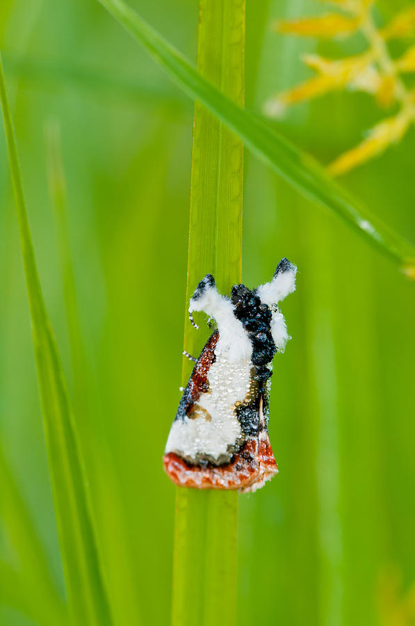 Bird-dropping Moth #1 Photograph by Michael Lustbader