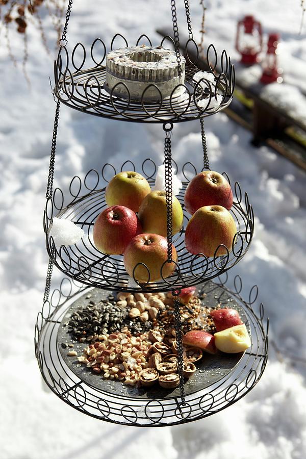 Bird Feeding Station On Three Levels: Wire Cake Stand Filled With Bird Food #1 Photograph by Greenhaus Press