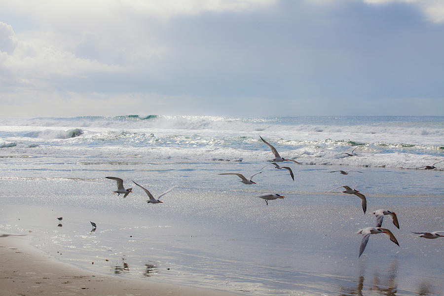 Bird Flight at Moonlight Beach Photograph by Catherine Walters
