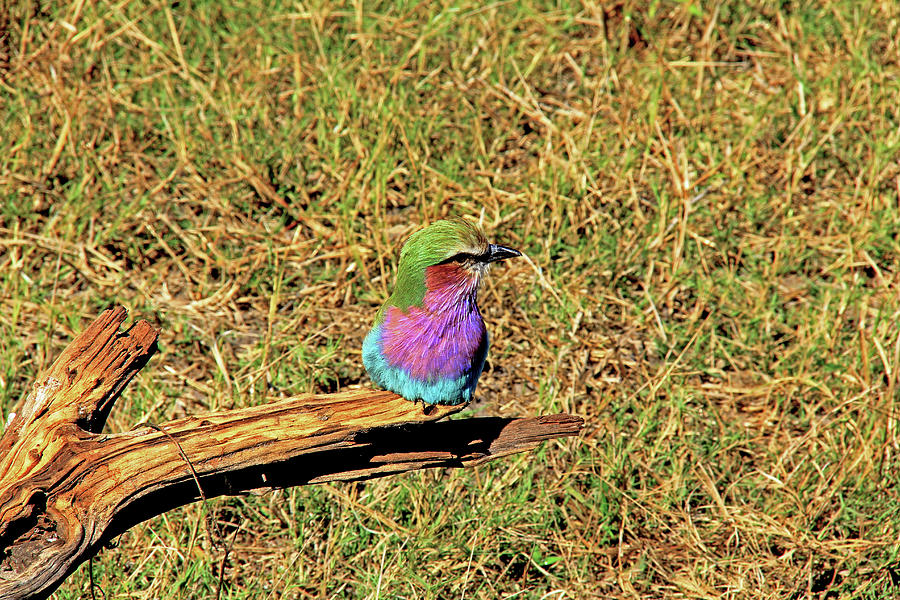 Bird - Lilac-breasted Roller #2 Photograph by Richard Krebs