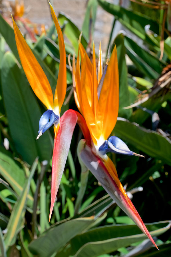 Bird of Paradise at Saint Lukes Lutheran Church in Claremont, California  #1 Photograph by Ruth Hager