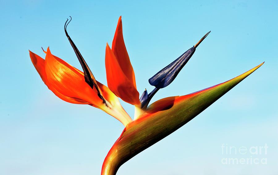 Bird Of Paradise (strelitzia Sp.) Flower #1 Photograph by Ian Gowland/science Photo Library