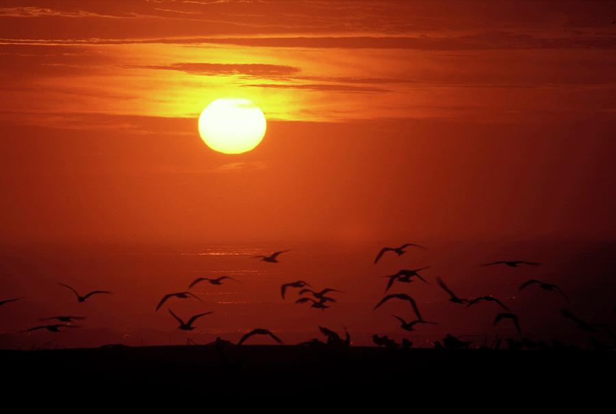 Birds In Flight. Umngazi Mouth.eastern Photograph by Roger De La Harpe ...