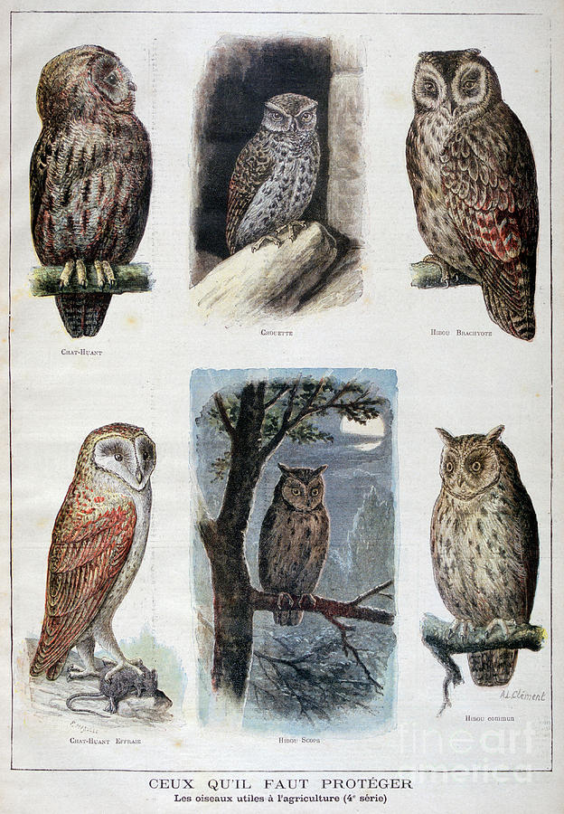 Birds That Are Protected, And Helpful Drawing by Print Collector Birds That Are Protected, And Helpful Drawing by Print Collector