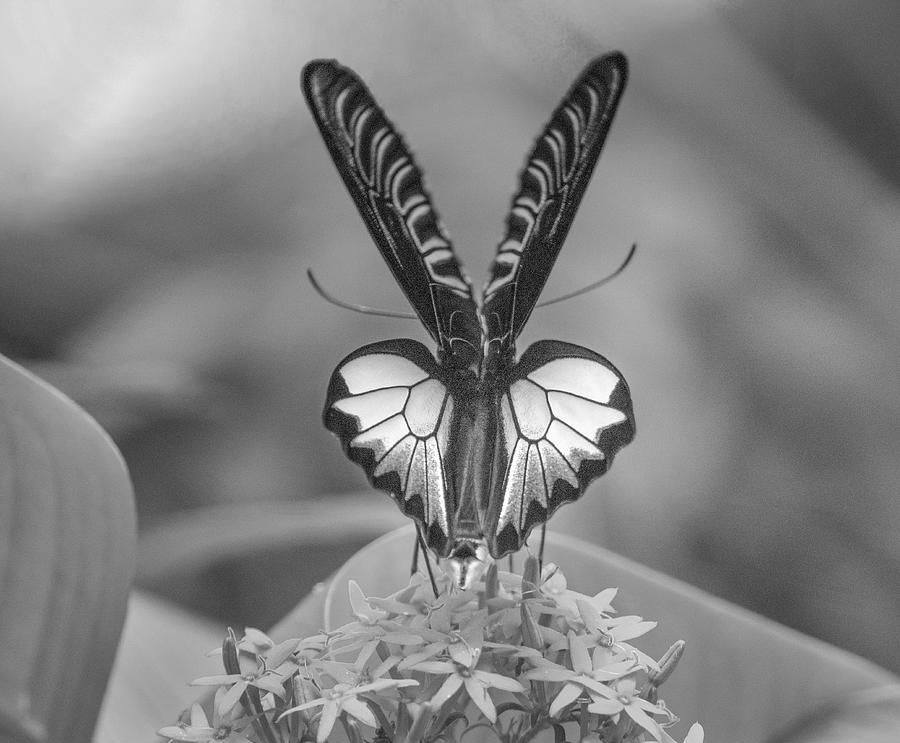 Birdwing Butterfly #1 Photograph by Tim Fitzharris
