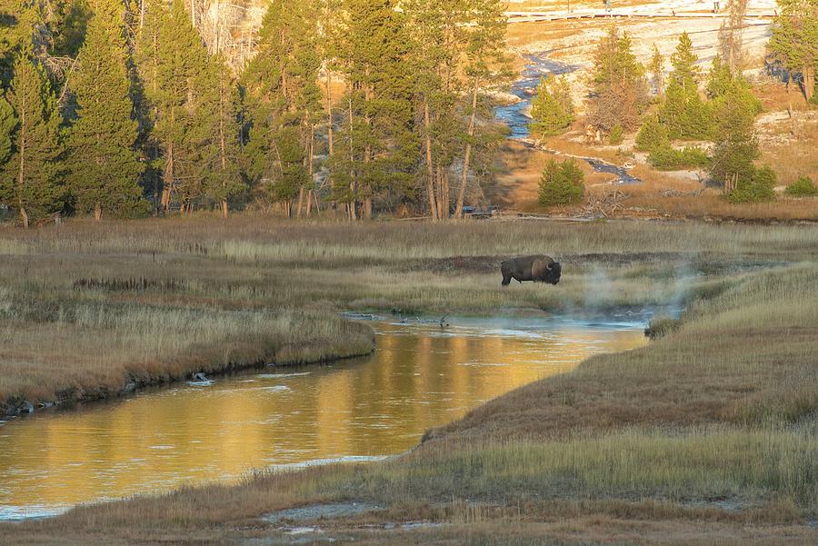 Yellowstone National Park Digital Art - Bison Grazing, Yellowstone Np, Wy #1 by Heeb Photos